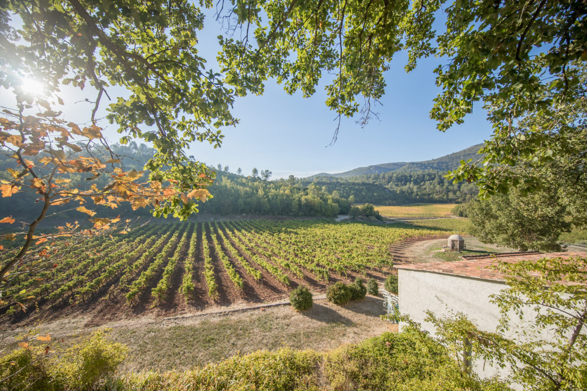 Vins bio propriétaire récoltant château de cancerilles