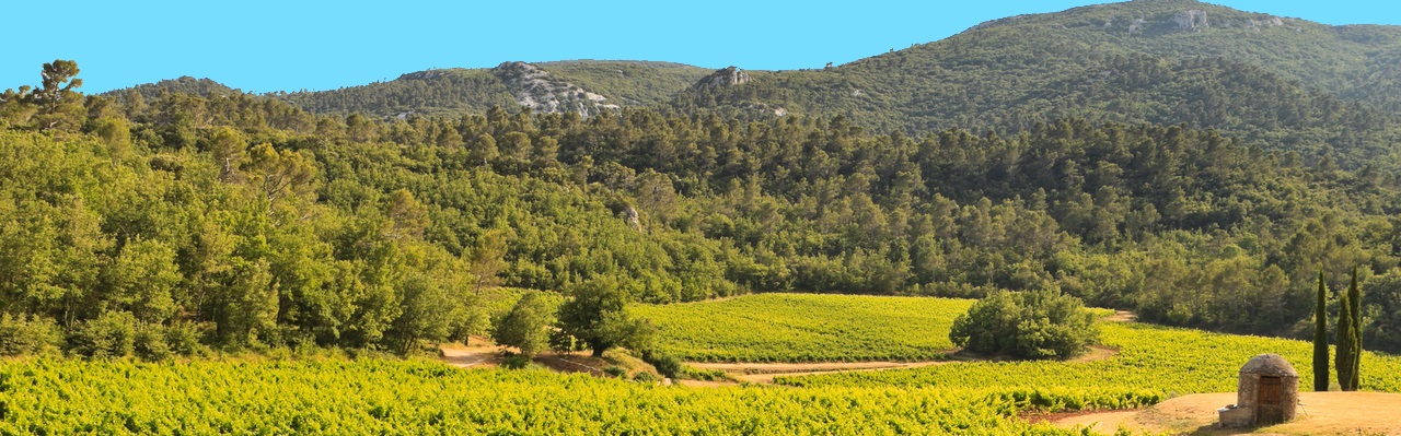 Vignes Château de Cancerilles