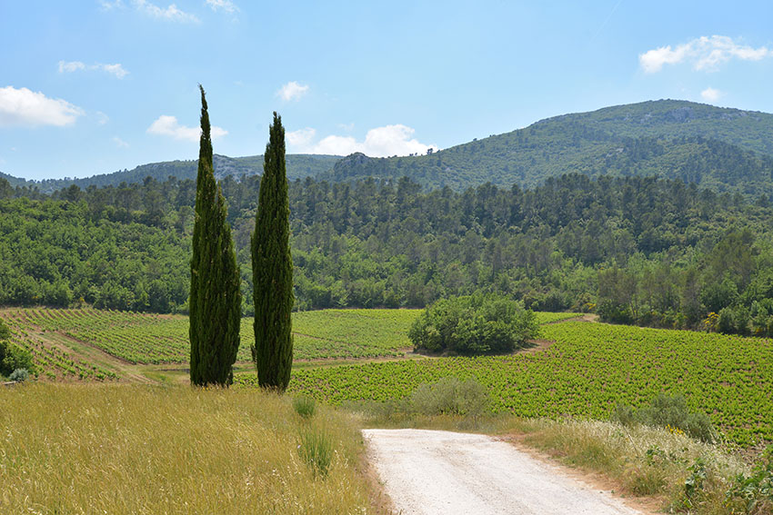 vignoble maison d'hôtes Château de Cancerilles Montrieux Signes Méounes écrin de verdure