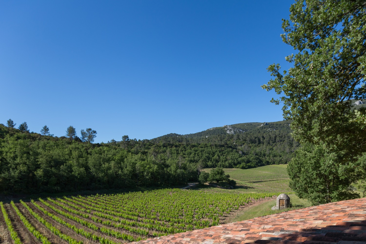 demeure-vignoble-agriculture biologique-paca