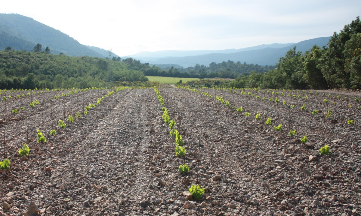 plantation-culture vigne-vente de vins bio