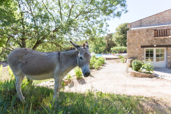 ane-provence-verte-agritourisme