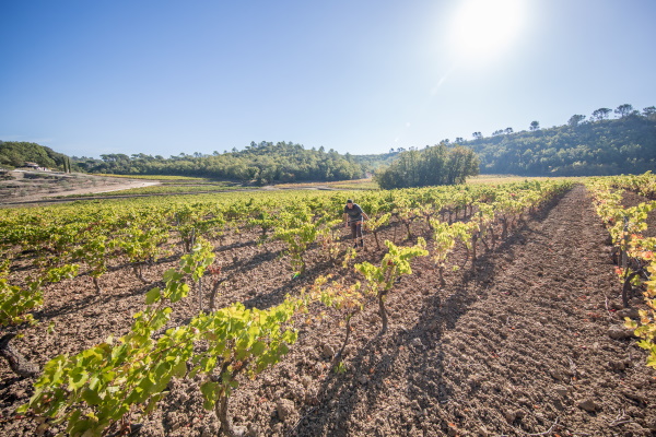 chateau-medaille-concours-agricole-paris