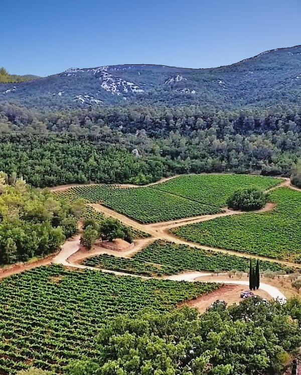 Domaine Vignoble Provence Cave