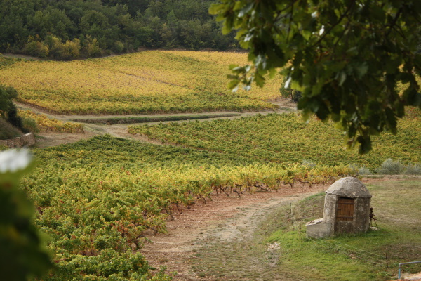 Domaine Vignoble Provence Cave